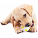 NSP для домашних животных