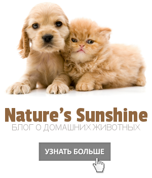 NSP для домашних животных