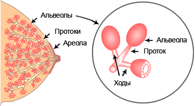 Как проходит кормление грудью?