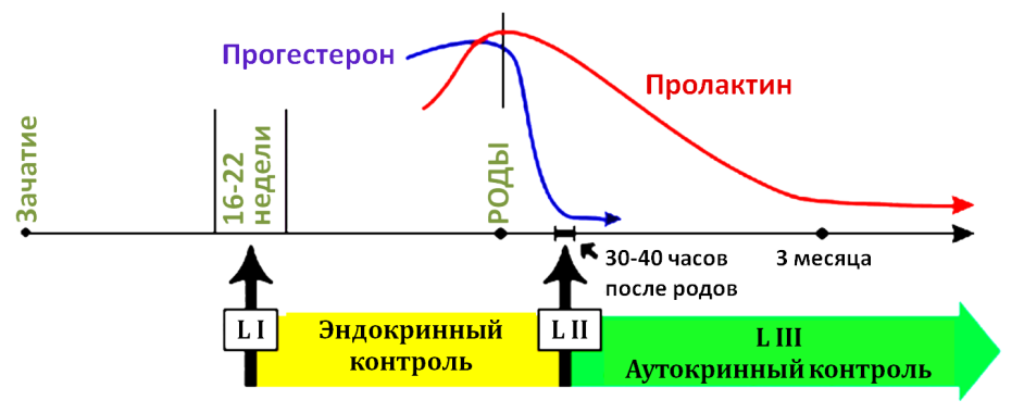 Схема процесса лактации 