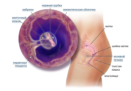 Развитие плода внутри беременной женщины