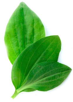 Пищевые волокна - источник Локло