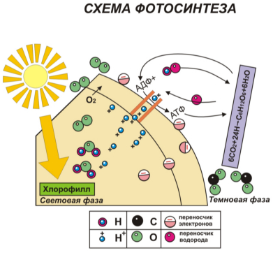 Схема фотосинтеза