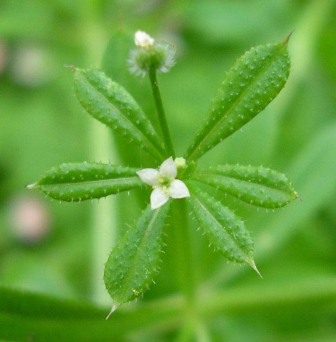Цепкий подмаренник (Galium aparine) 