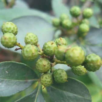 Зантоксилум (Zаnthoxylum clava-herculis/ Zаnthoxylum americanum)