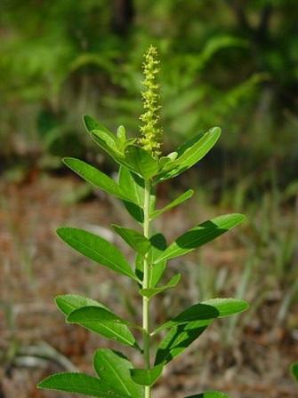Стиллингия / Stillingia sylvatica