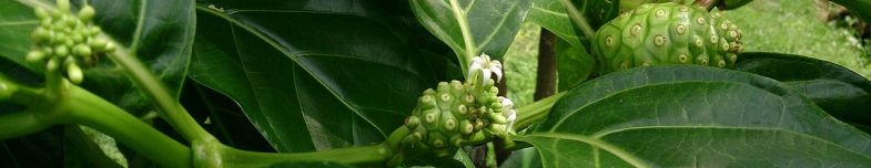Morinda Citrifolia
