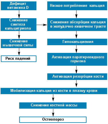 Факторы риска развития Остеопороза