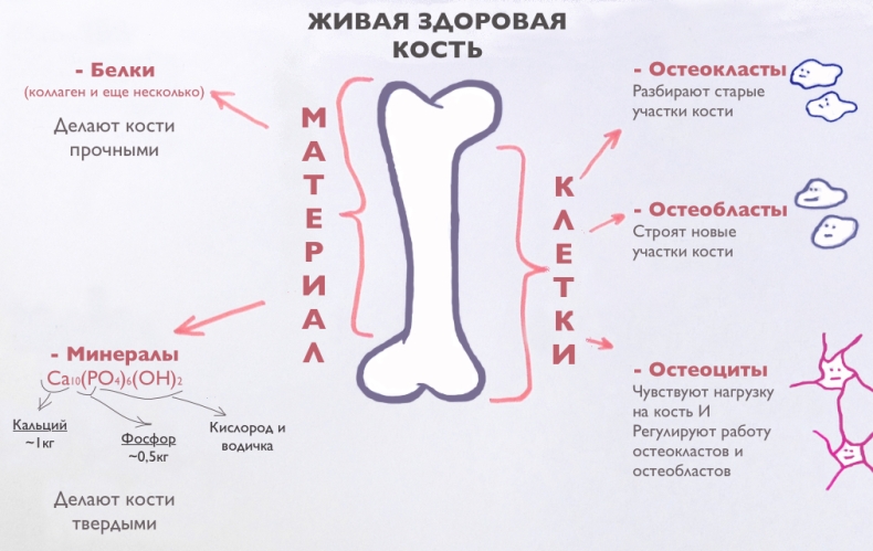 Как сделать кости здоровыми?