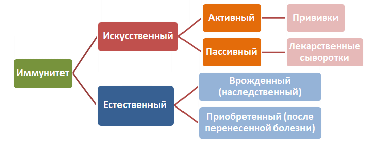 Виды иммунитета