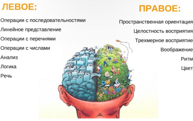 Как работает мозг?
