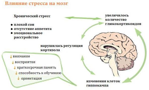 Влияние стресса