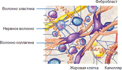 Коллаген сера