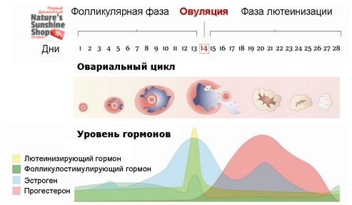 Что регулирует прогестерон