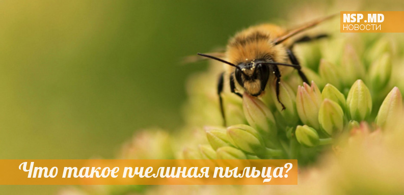 Что такое пчелиная пыльца?