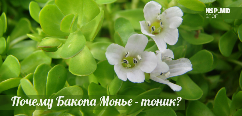 Про Бакопу Монье