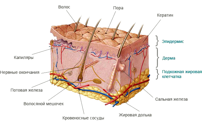 Строение кожи