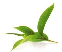 Зеленый чай напиток Молдова купить