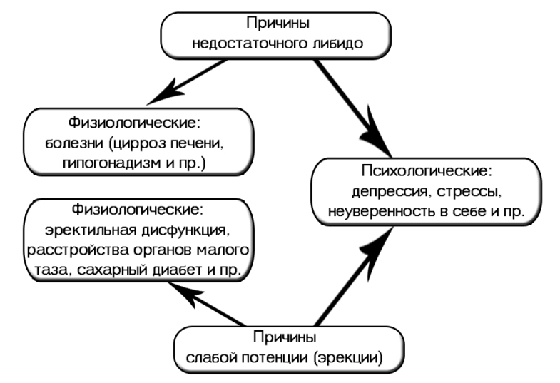 Усиливает либидо