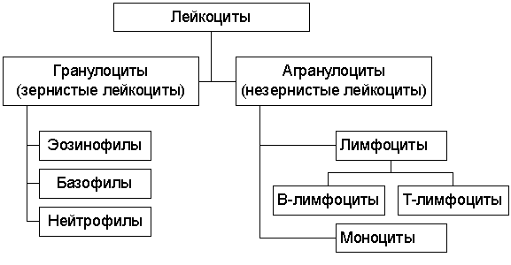 Лейкоциты таблица