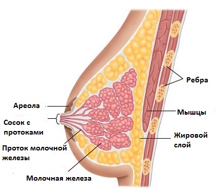 Здоровье молочной железы