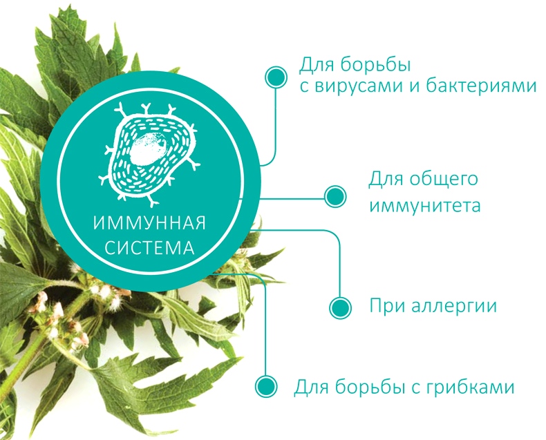 Функции иммунной системы