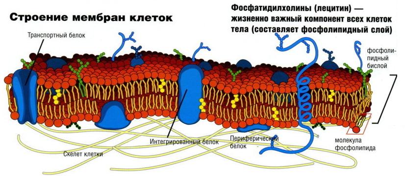 Строение мембран клеток