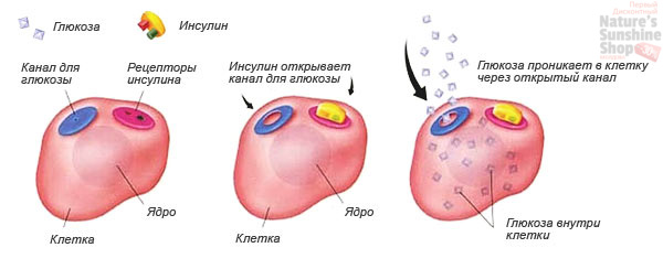Как вредит сладкая булочка?