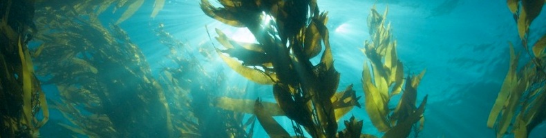 Бурые водоросли выводят тяжелые металлы