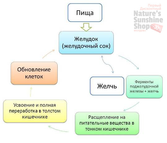 Что такое пищеварение