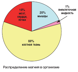 Распределение Магния в организме