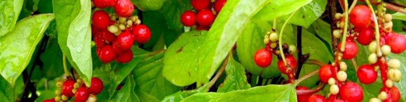 Лимонник применяют при очень многих заболеваниях