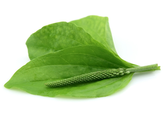 Как похудеть Молдова NSP