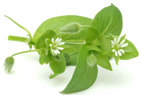 Как снизить массу тела Молдова NSP