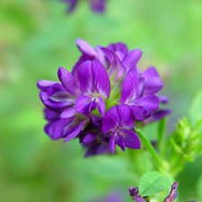 Альфа Люцерна в Молдове NSP купить