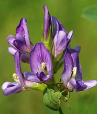 Люцерна источник минералов и витаминов Молдова NSP