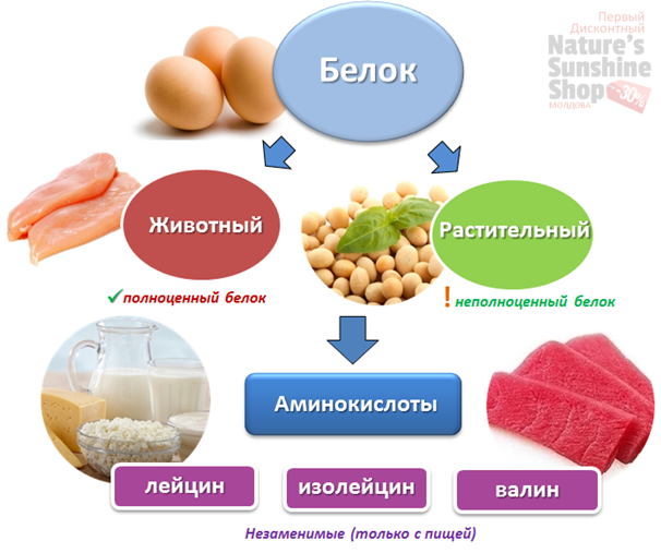 Белки формируются из аминокислот