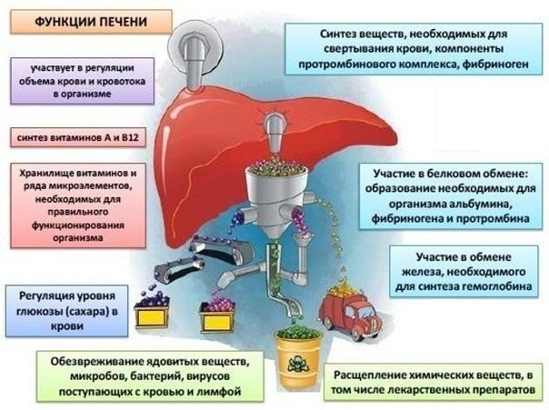 Как работает печень 
