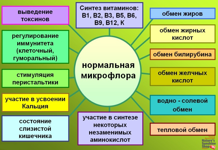 Функции нормальной микрофлоры кишечника