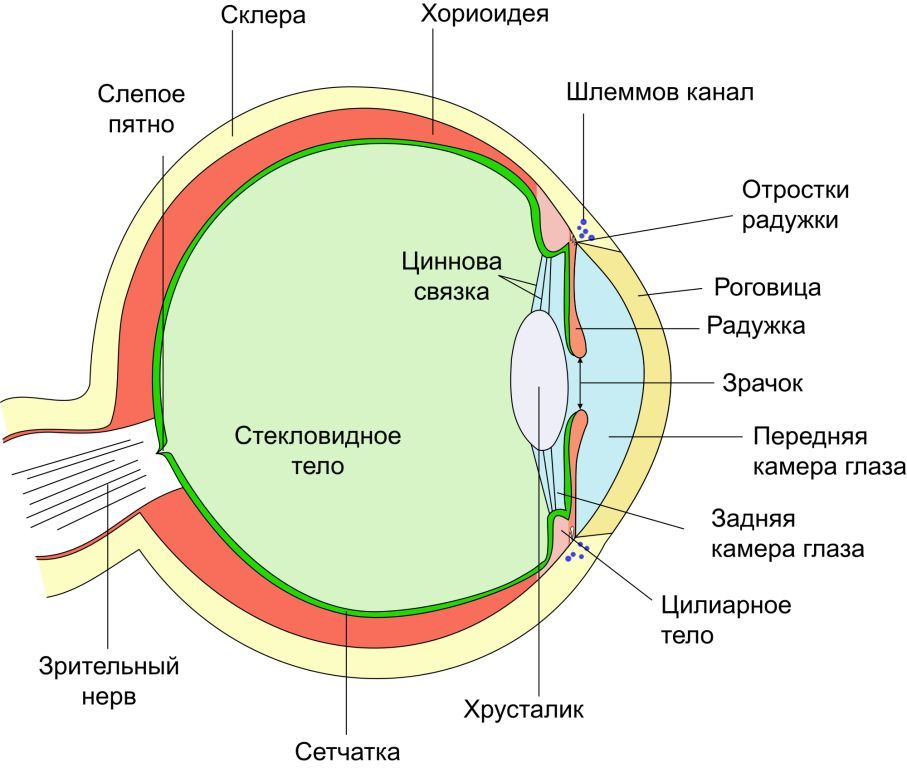 Строение глаза