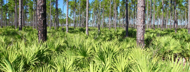 Со пальметто или Saw Palmetto