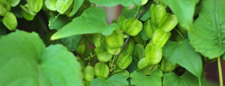 Дикий Ямс NSP