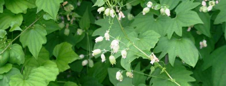   В корнях некоторых видов ямса исследователи выявили вещество диаскорин