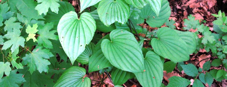 Полезные свойства дикого ямса NSP Moldova