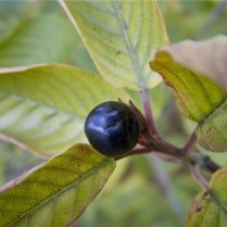 Каскара кора жостера пурша Молдова NSP