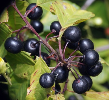 Для регулярного стула Молдова NSP купить