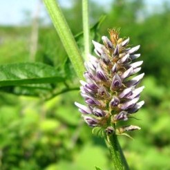 Мягкое слабительное NSP Молдова