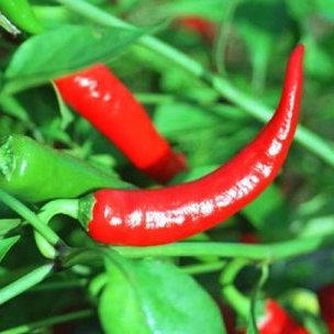 Для пищеварения NSP Молдова