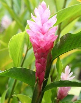 Для иммунитета NSP Молдова