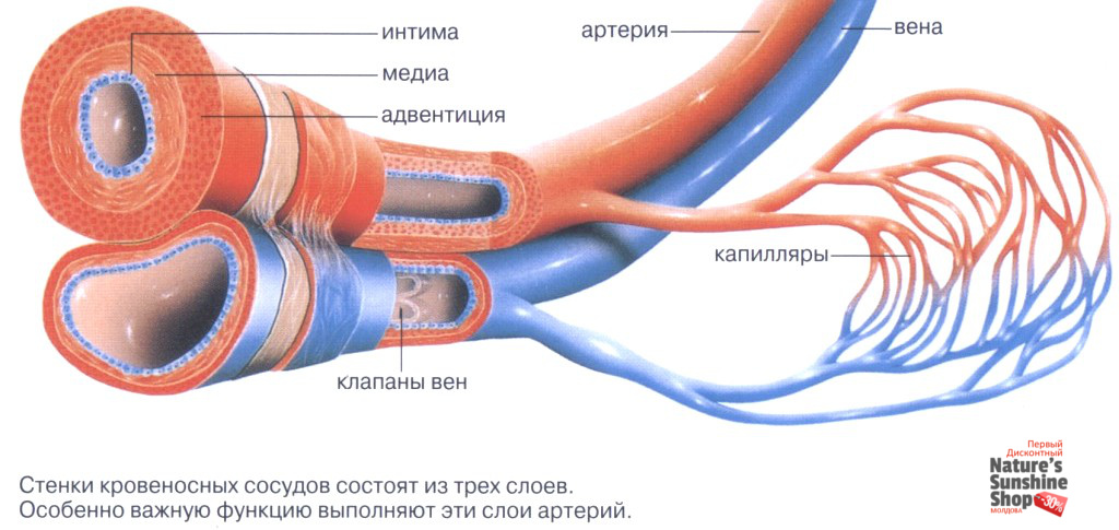 Строение вен и артерий человека